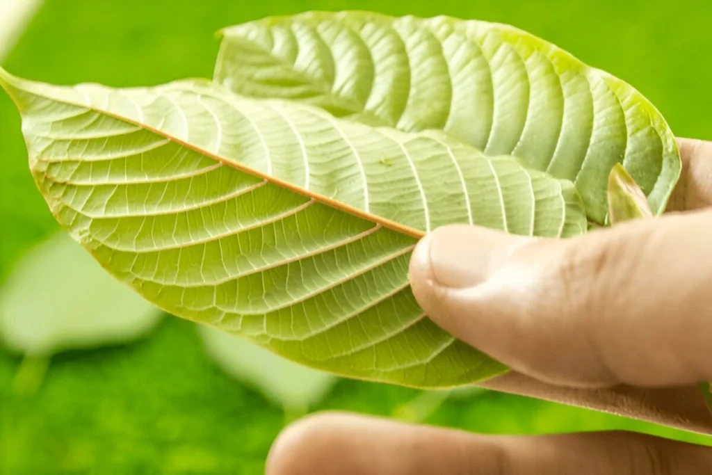 Purpose of Quality Kratom Sourcing