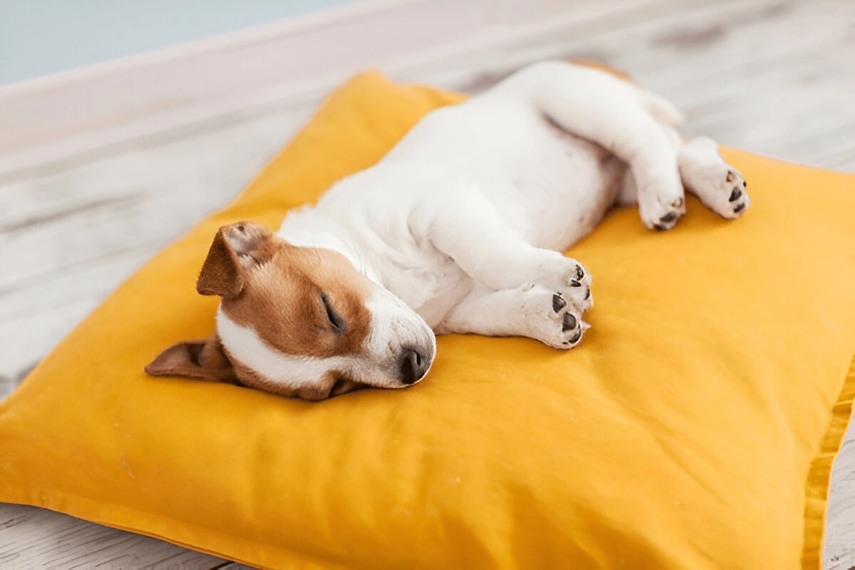 Why Does My Dog Sleep on My Pillow?